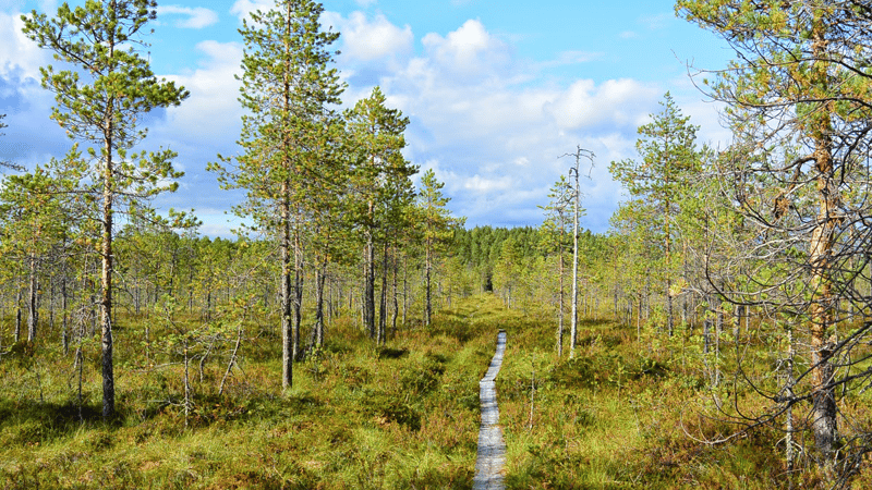 Omannäköinen ura Cinialla: Näin kaksi koodaria on rakentanut polkuaan